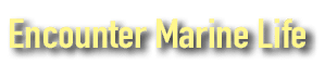 Encounter Marine Life