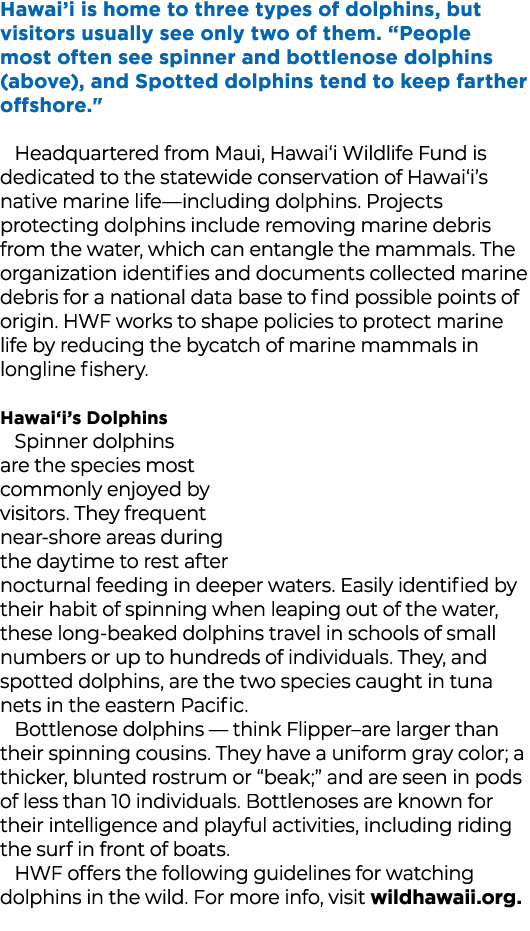 Hawai’i is home to three types of dolphins, but visitors usually see only two of them. “People most often see spinner...