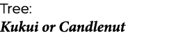 Tree: Kukui or Candlenut